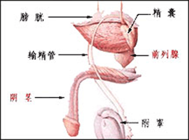 男性生殖器官